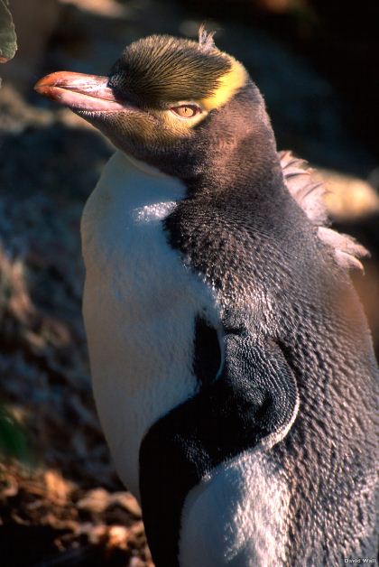 Yellow-eyed Penguin - Otago Peninsula