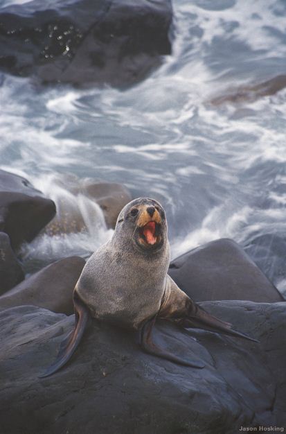 New Zealand Fur Seal - Kaikoura