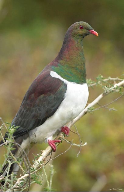 Kereru - the native wood pigeon