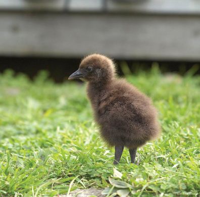 Weka Chick - in a Sanctuary